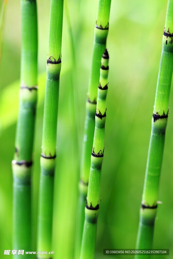 翠绿节节竹