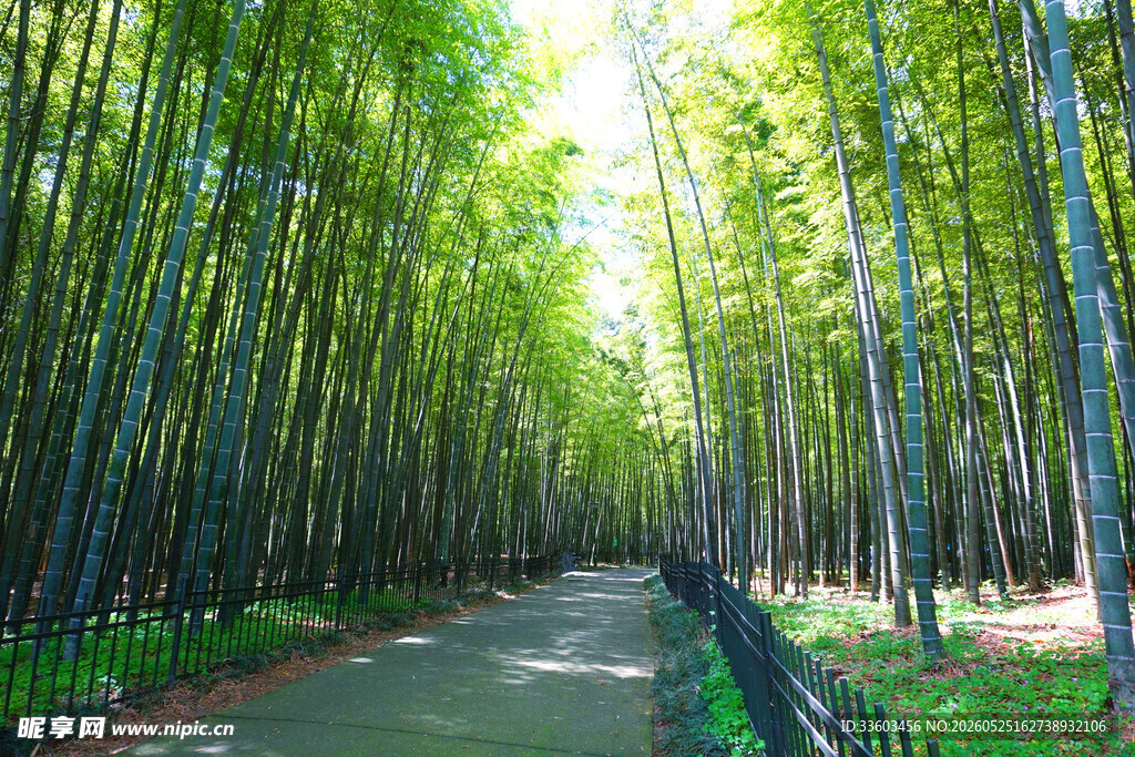 翠绿竹林中的幽静小路