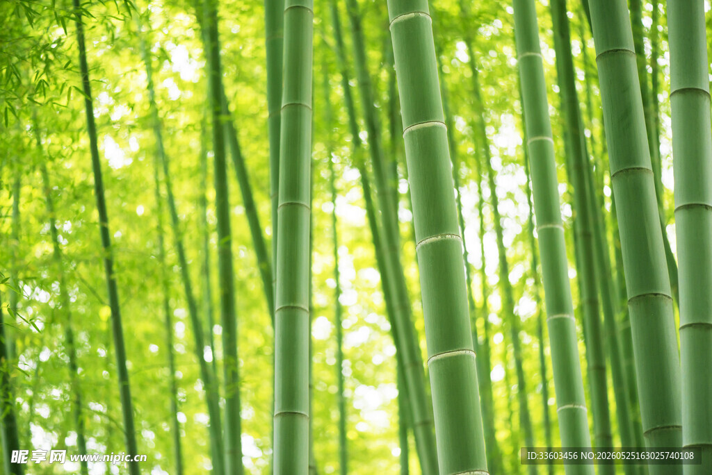 翠绿竹林阳光洒落美景