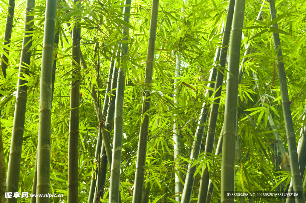 翠绿竹林尽显自然清新
