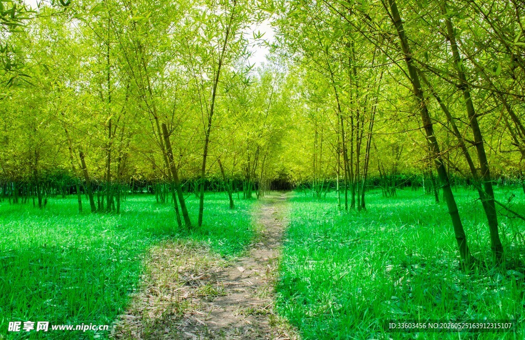 林间幽径绿意盎然的自然景