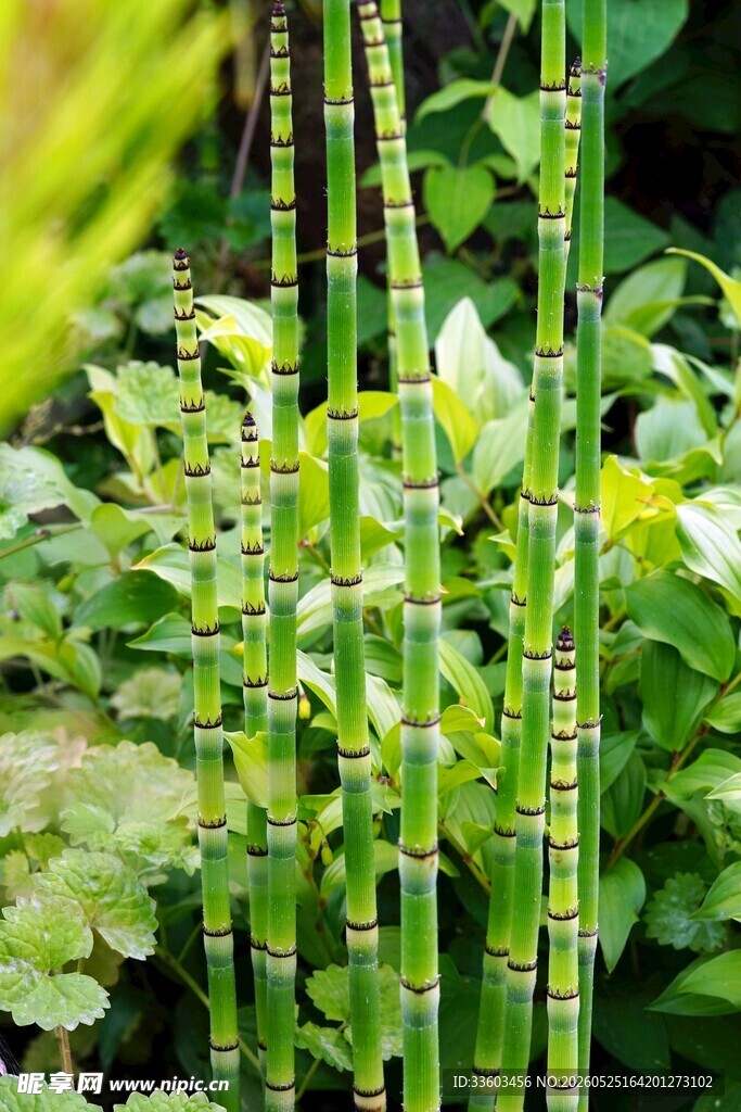 翠绿节节草生机盎然