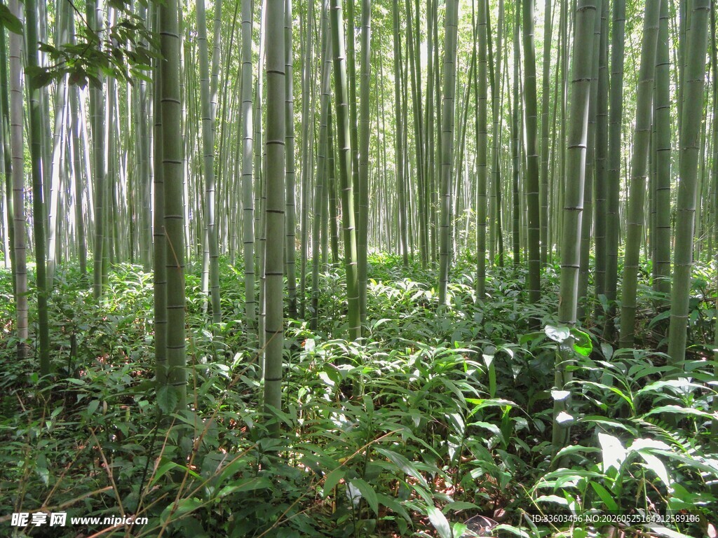 清幽竹林绿意盎然的自然景