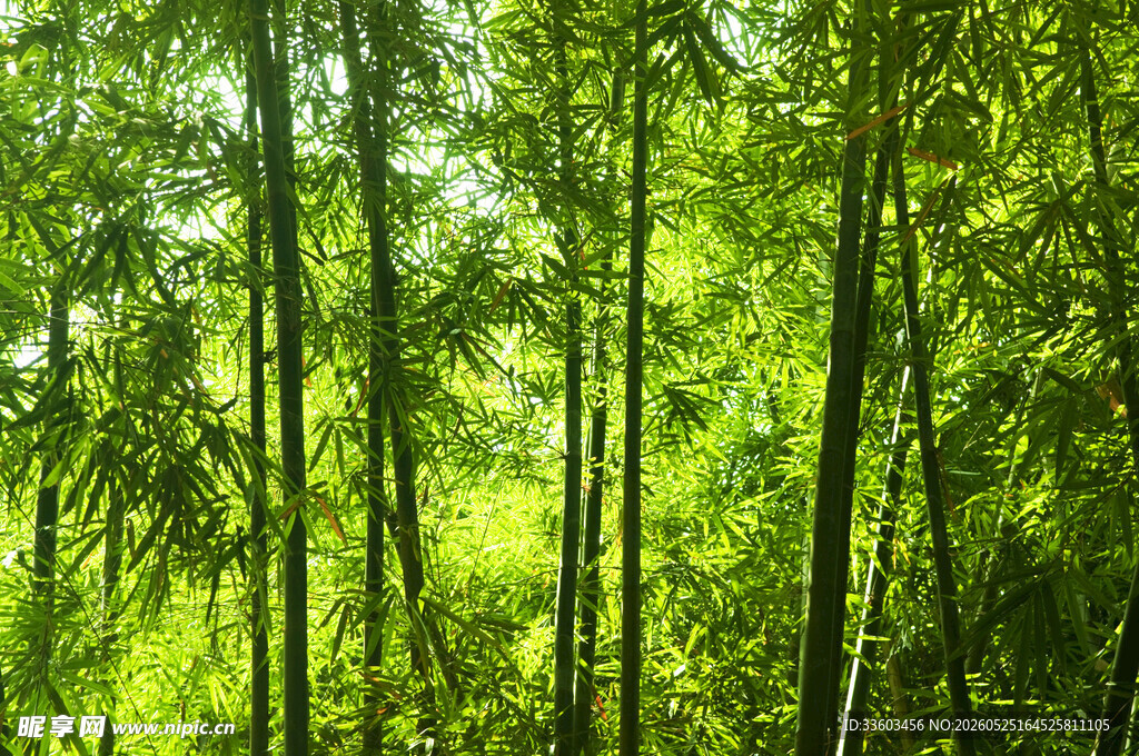 翠绿竹林阳光洒落之景