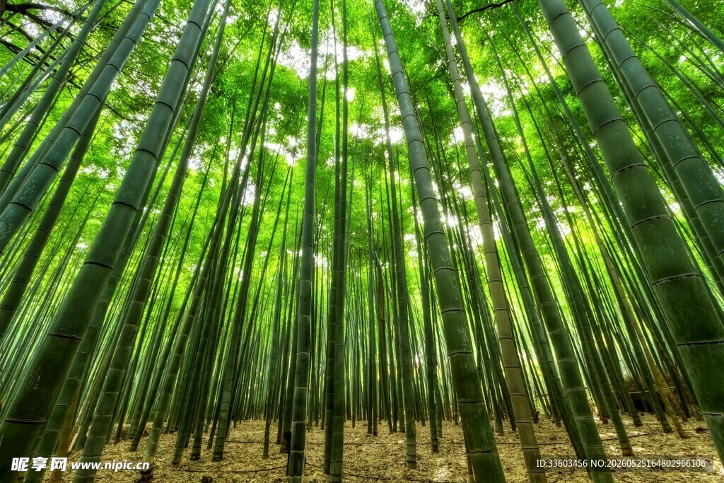 翠绿竹林自然清新之景