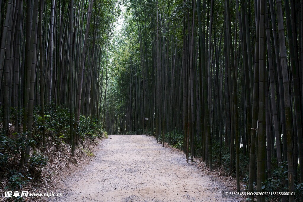 竹林中的幽静小道