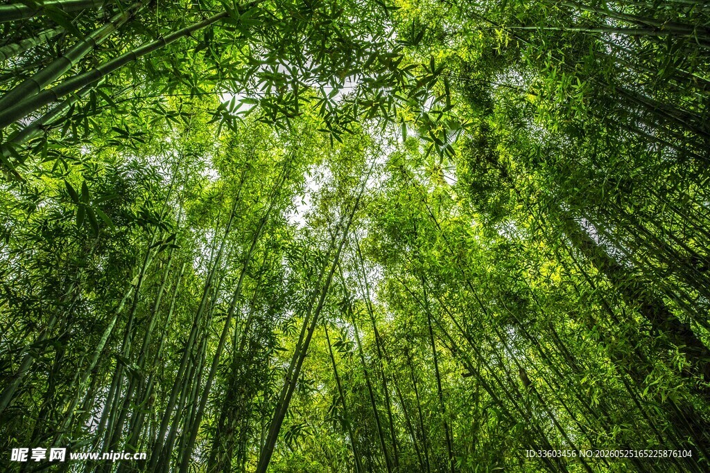 翠绿竹林阳光洒落之景