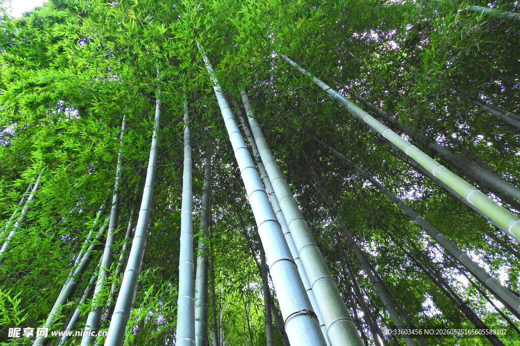 翠绿竹林挺拔竹竿入云霄