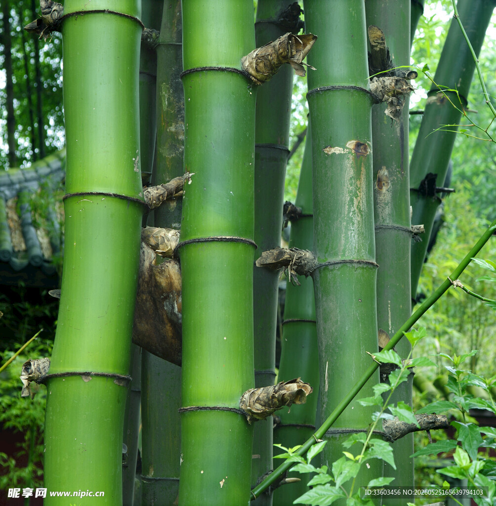 翠绿竹林中的生机瞬间