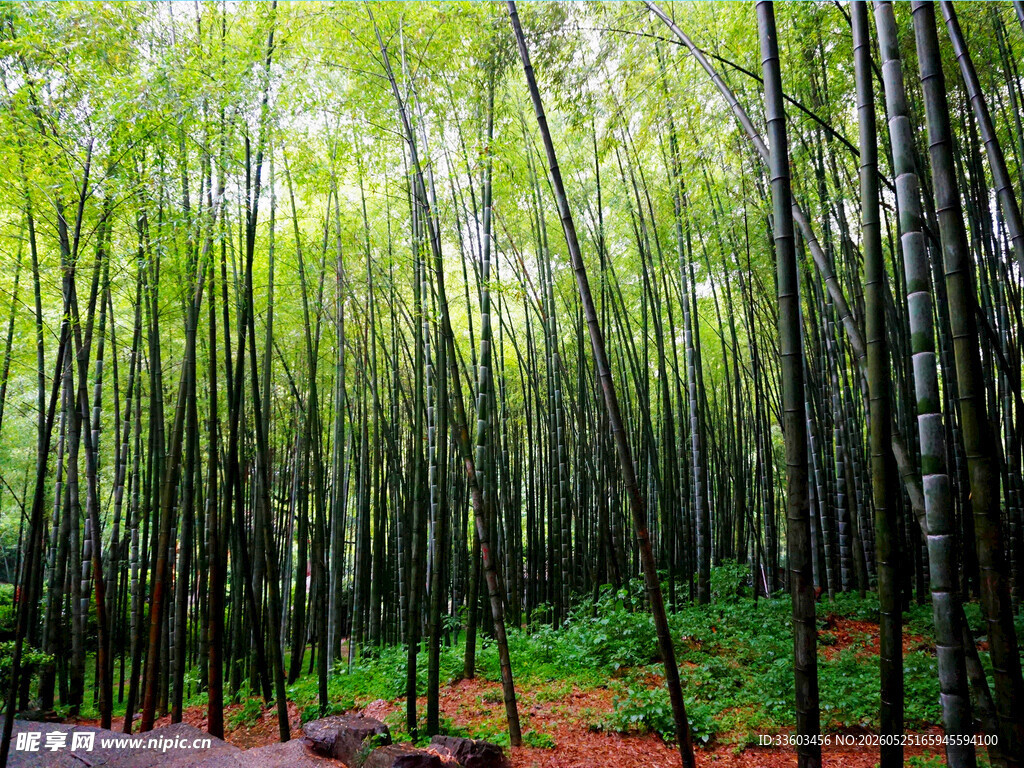 翠绿竹林自然清新景致