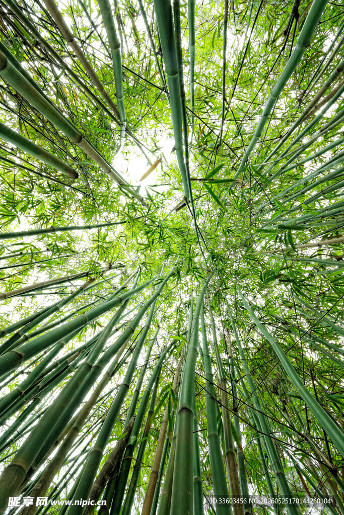 仰视翠绿竹林美景
