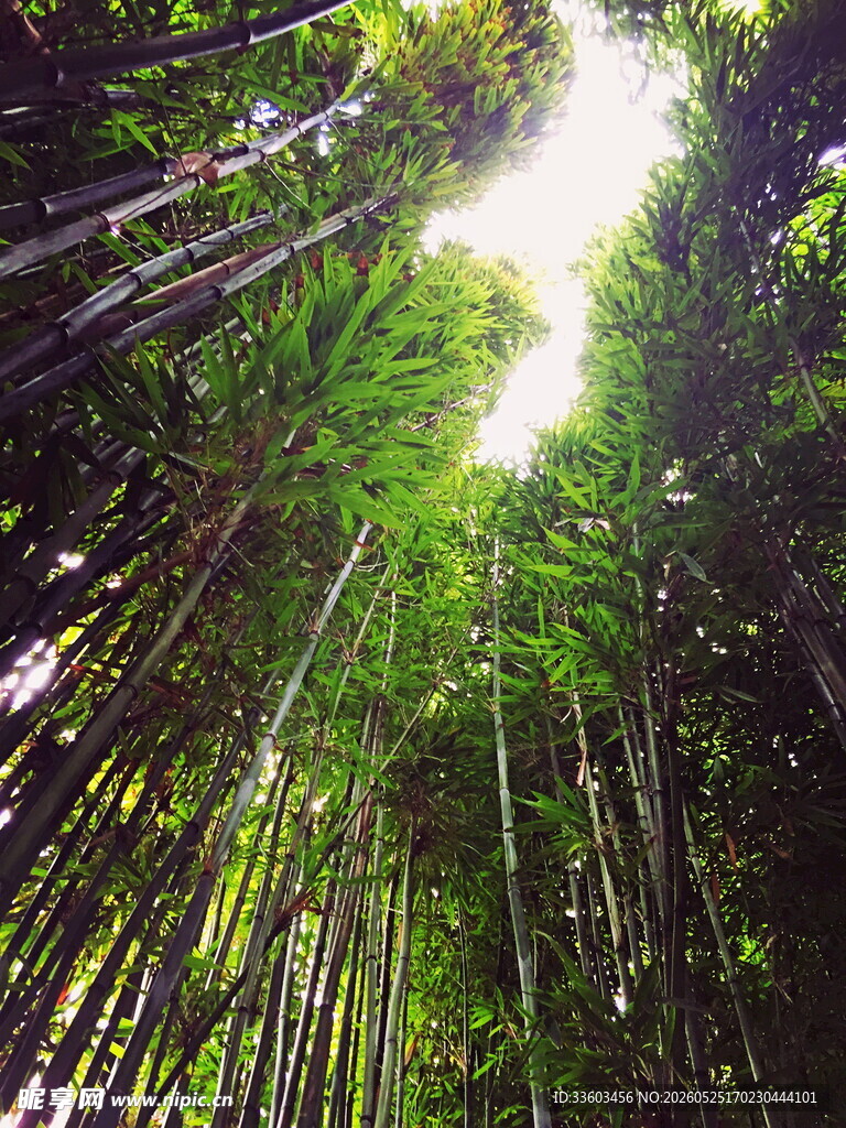 茂密竹林阳光洒落