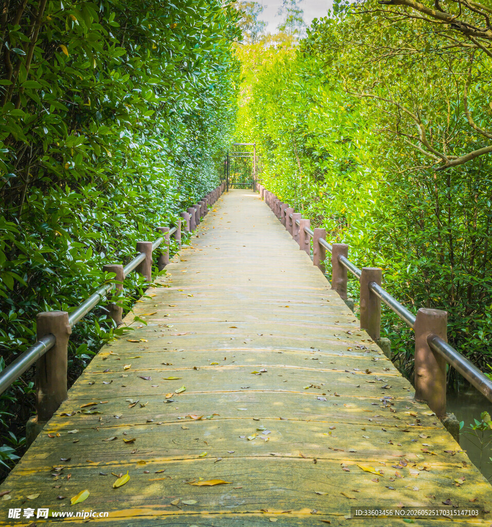 林间木栈道绿意盎然之景