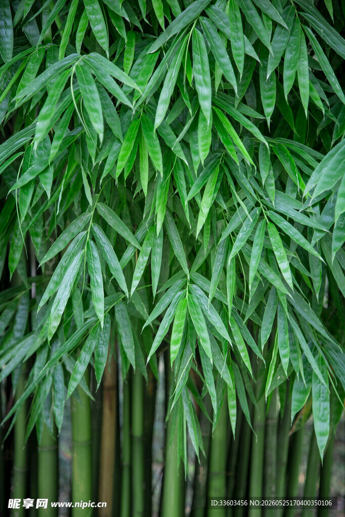 翠绿竹林清新自然景致