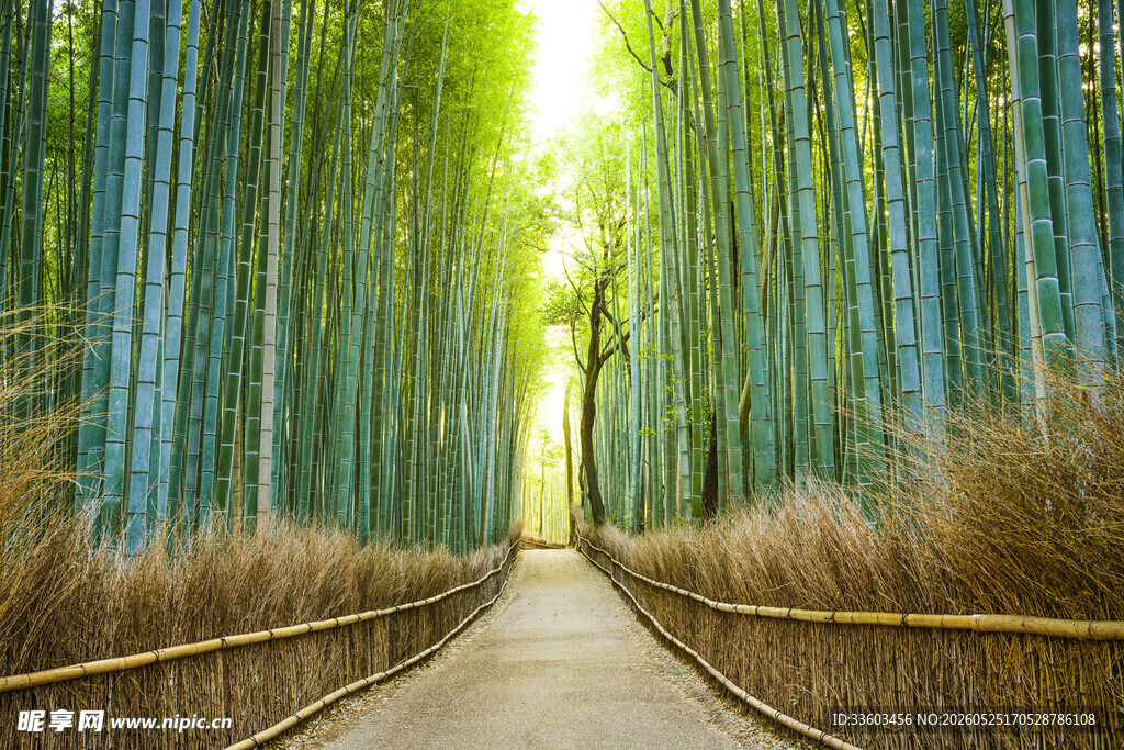 竹林小径的自然美景
