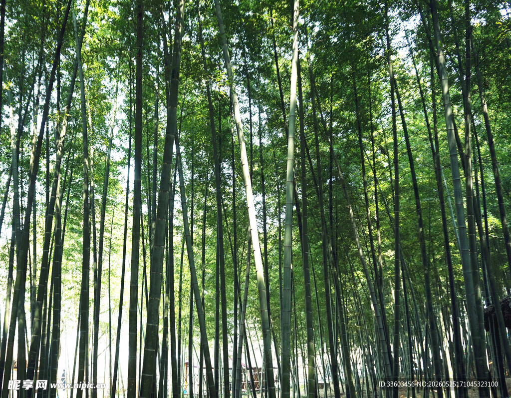 翠绿竹林清新自然之景