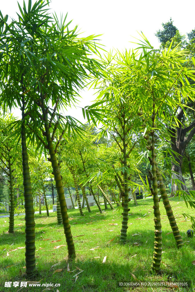 绿意盎然的林间景致