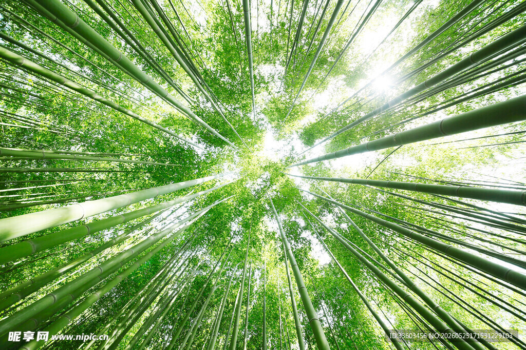 仰视葱郁竹林绿意盎然