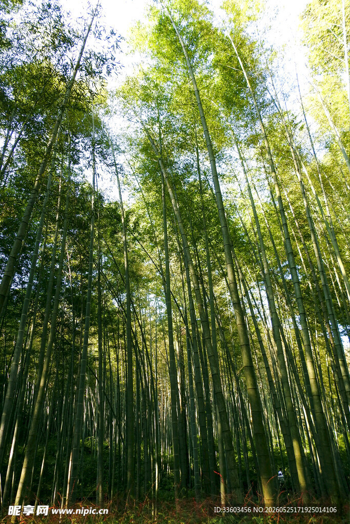阳光洒落的静谧翠绿竹林
