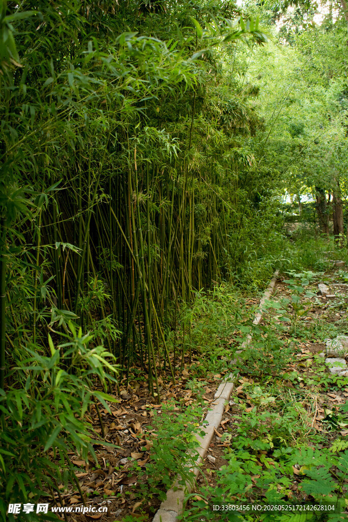 林间小径绿意盎然的自然景