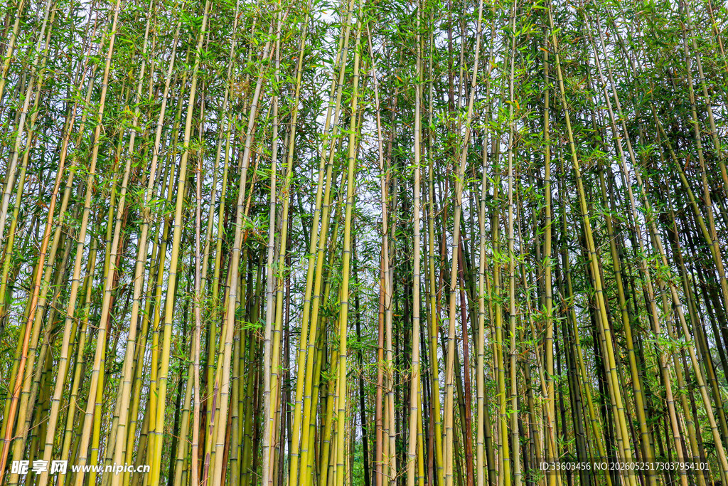 翠绿竹林自然清新之景