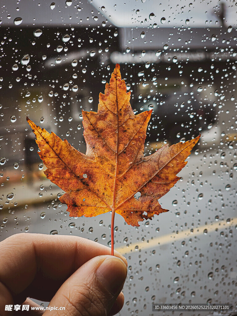 雨中手擎枫叶的诗意瞬间