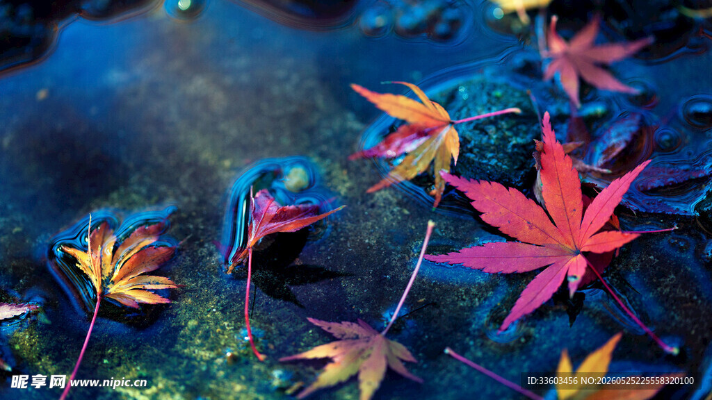 水中飘零的多彩枫叶