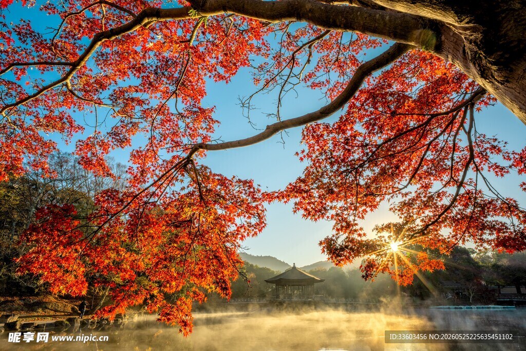秋日红枫美景