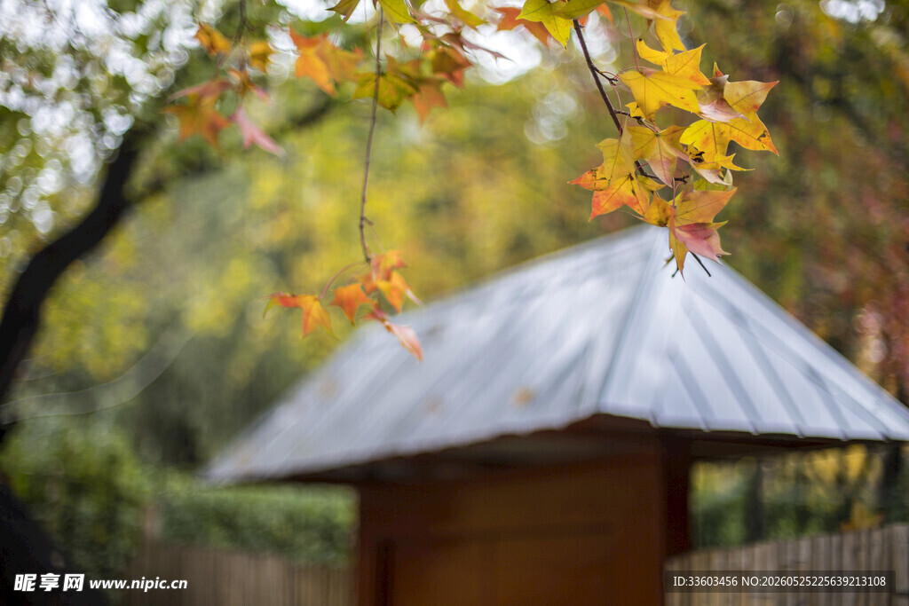 秋日小屋旁的斑斓树叶