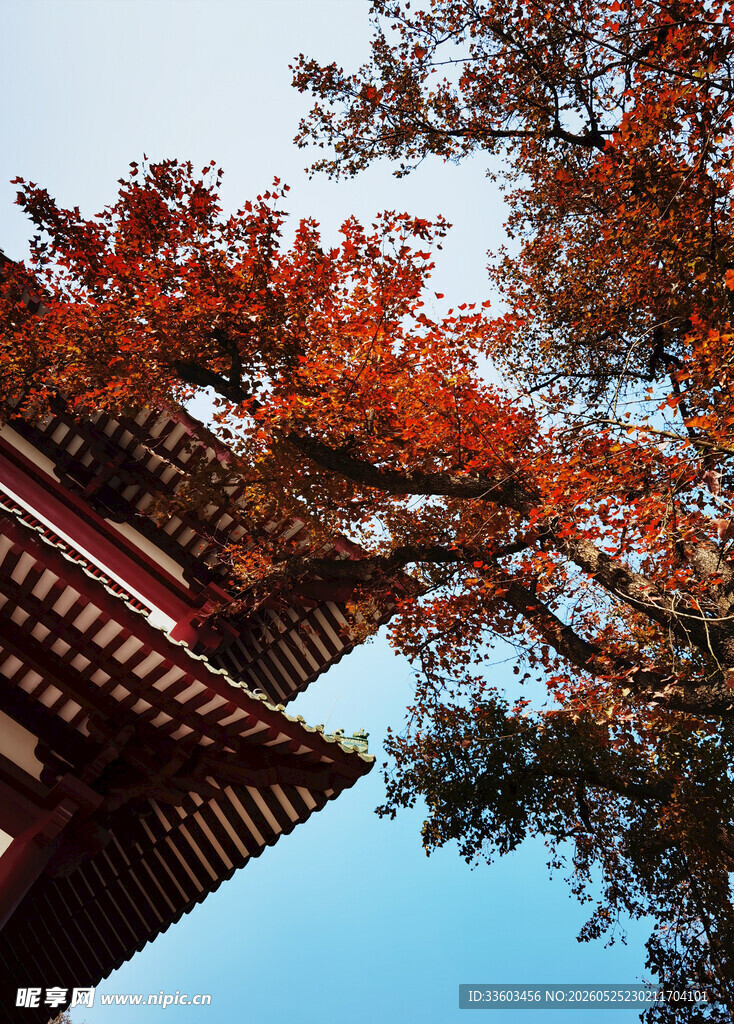 秋日古建旁的绚烂红叶