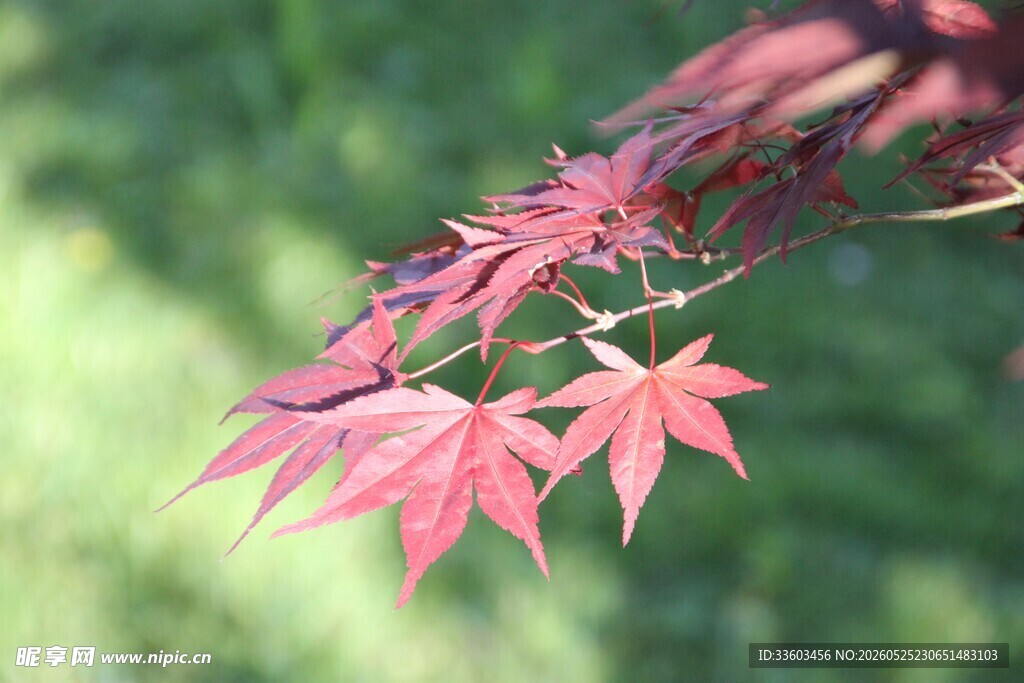 红枫叶枝自然清新之美