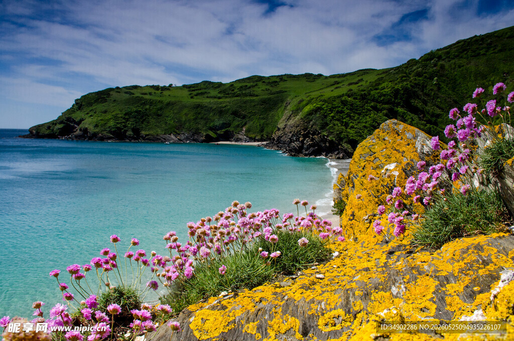 海岸繁花美景