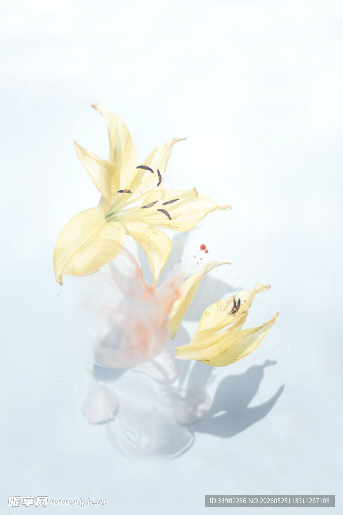 黄色百合花静物特写