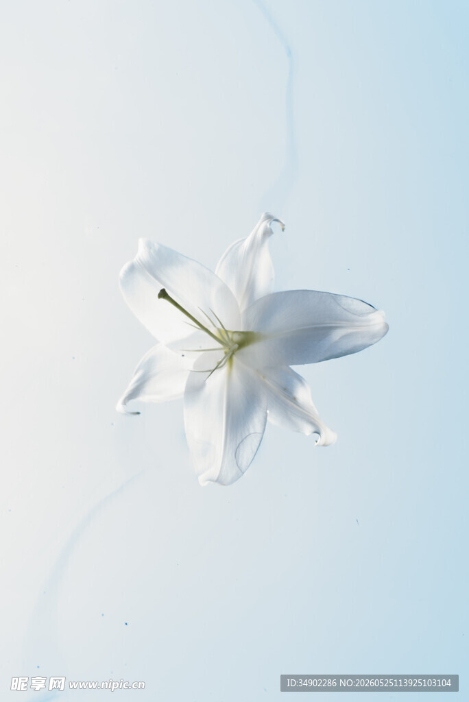 空中绽放的优雅白百合花