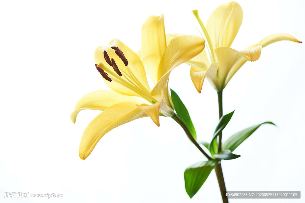黄色百合花特写