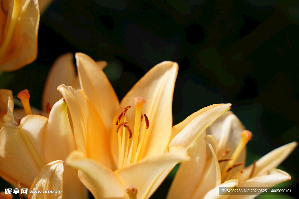 金黄百合花特写