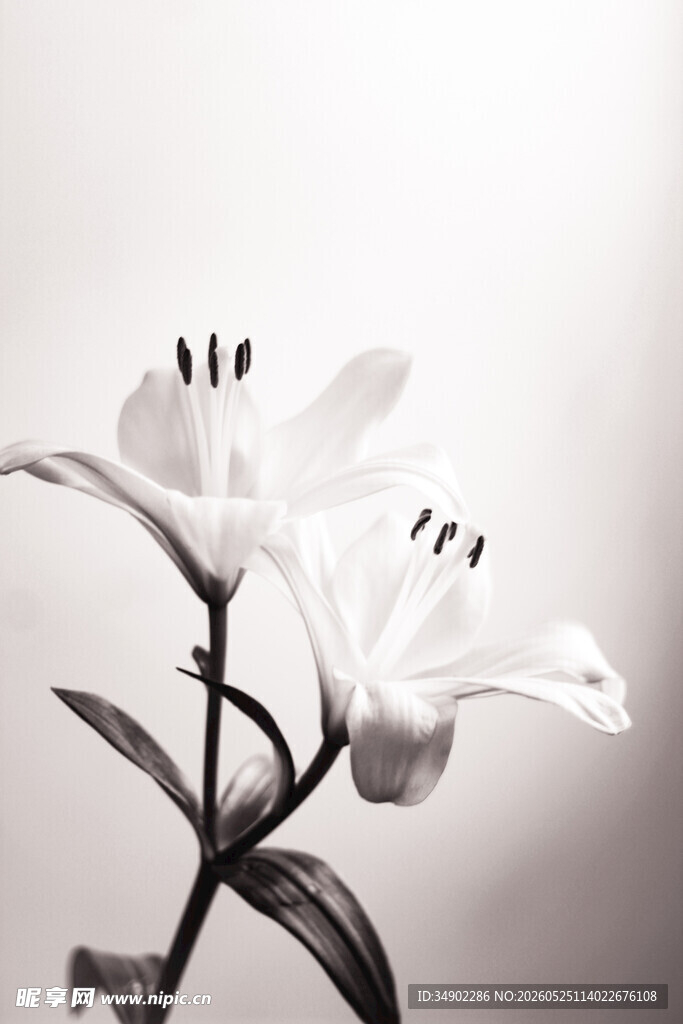 黑白优雅百合花特写