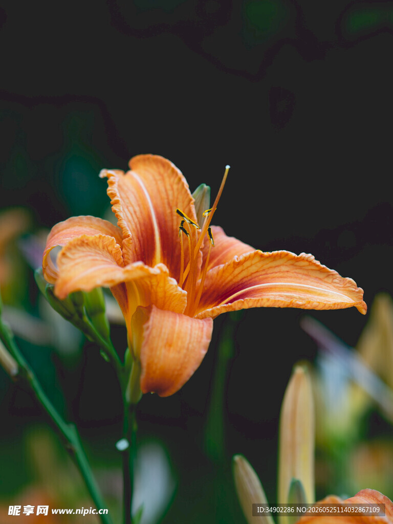 橙色百合花特写
