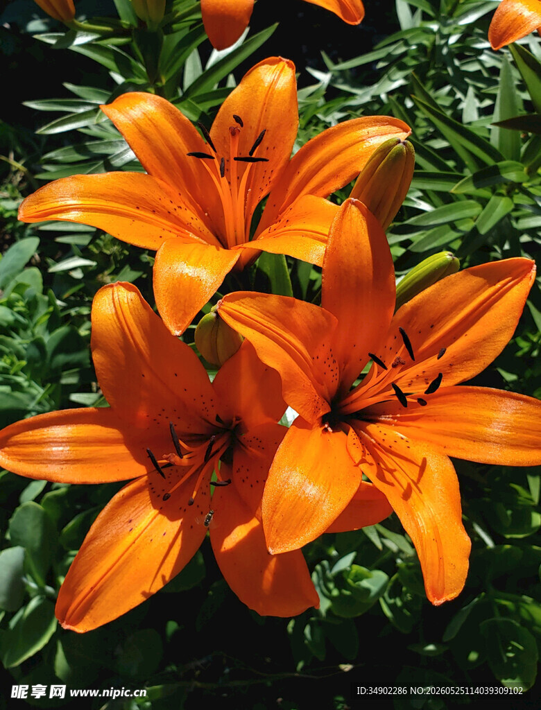 橙色百合花绽放