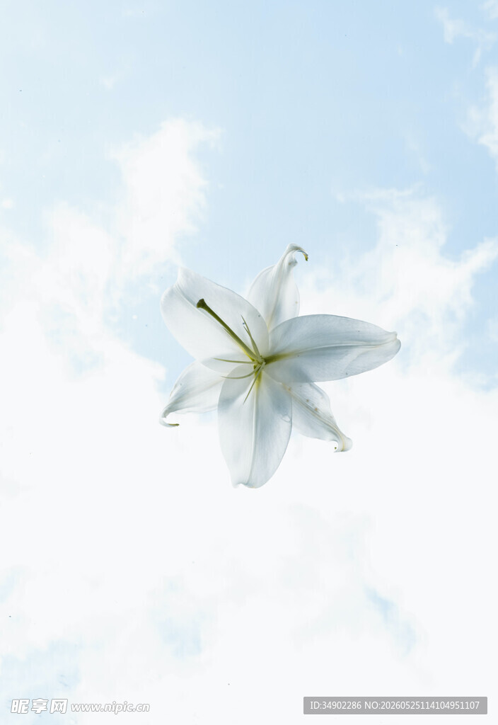 蓝天中的白色百合花