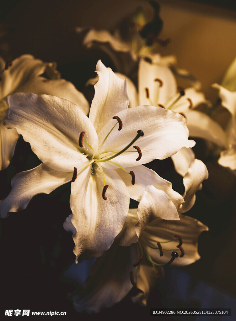 优雅绽放的白色百合花