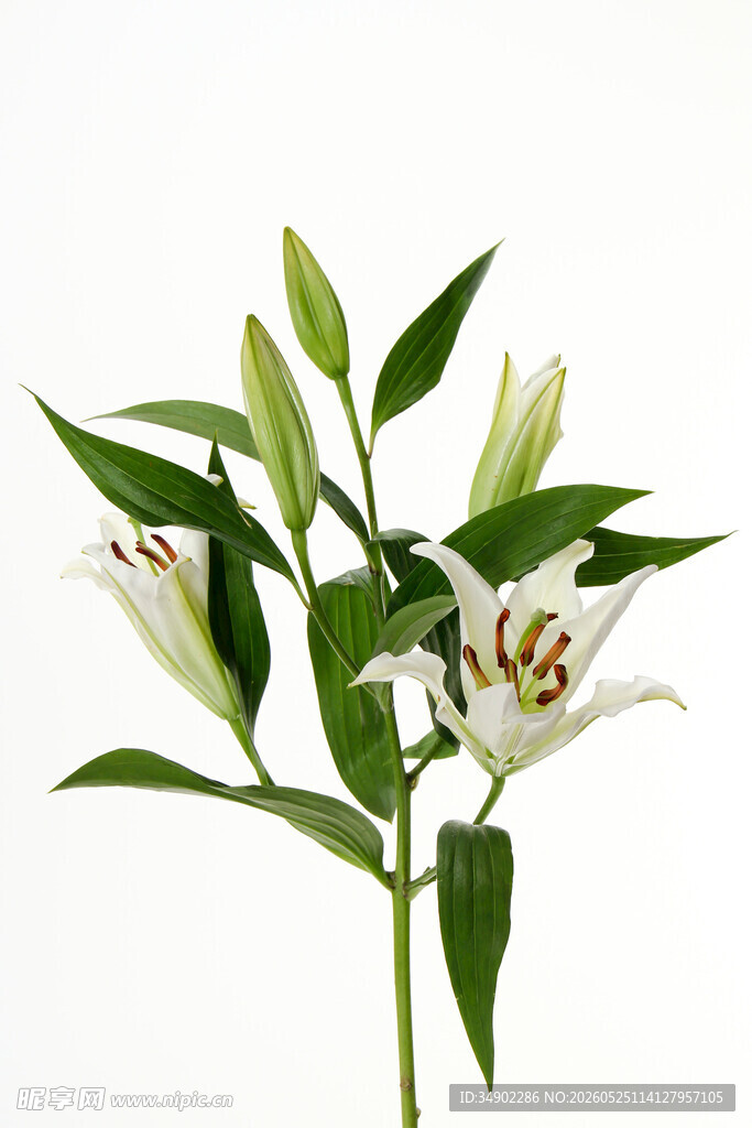 白色百合花特写