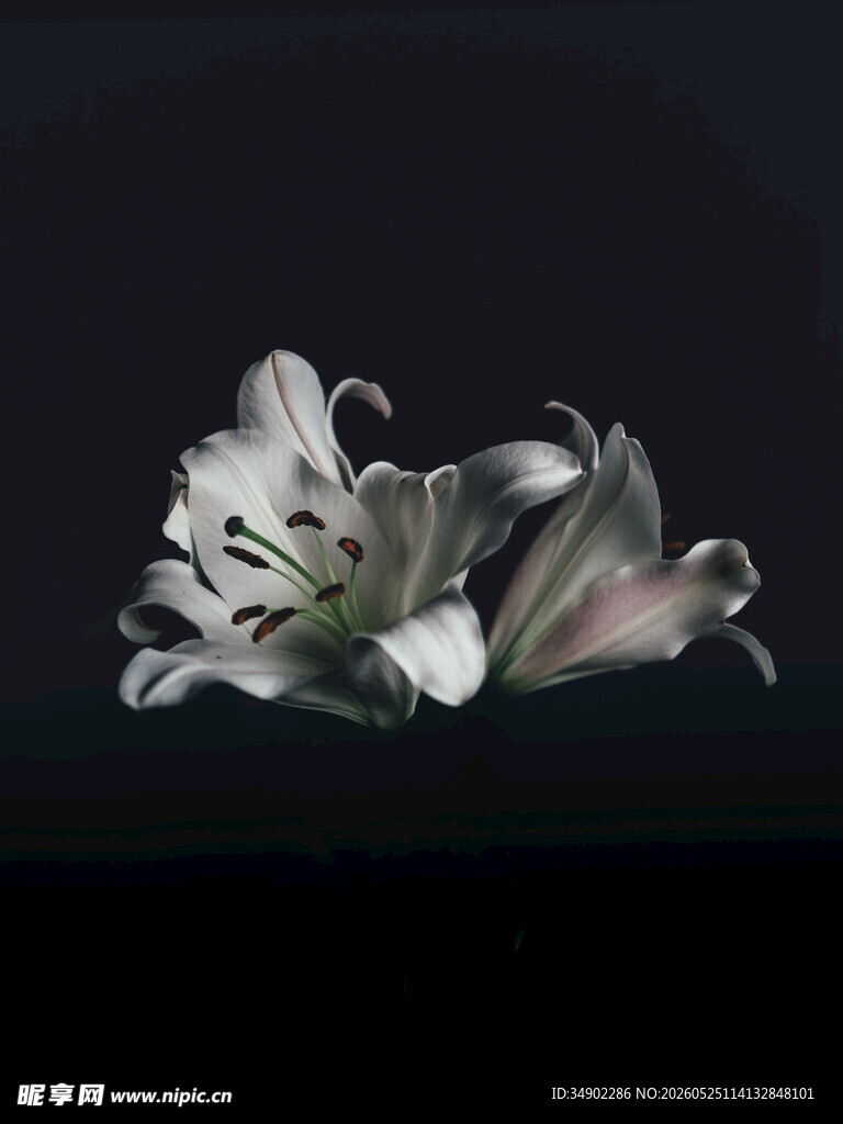 优雅绽放的白色百合花