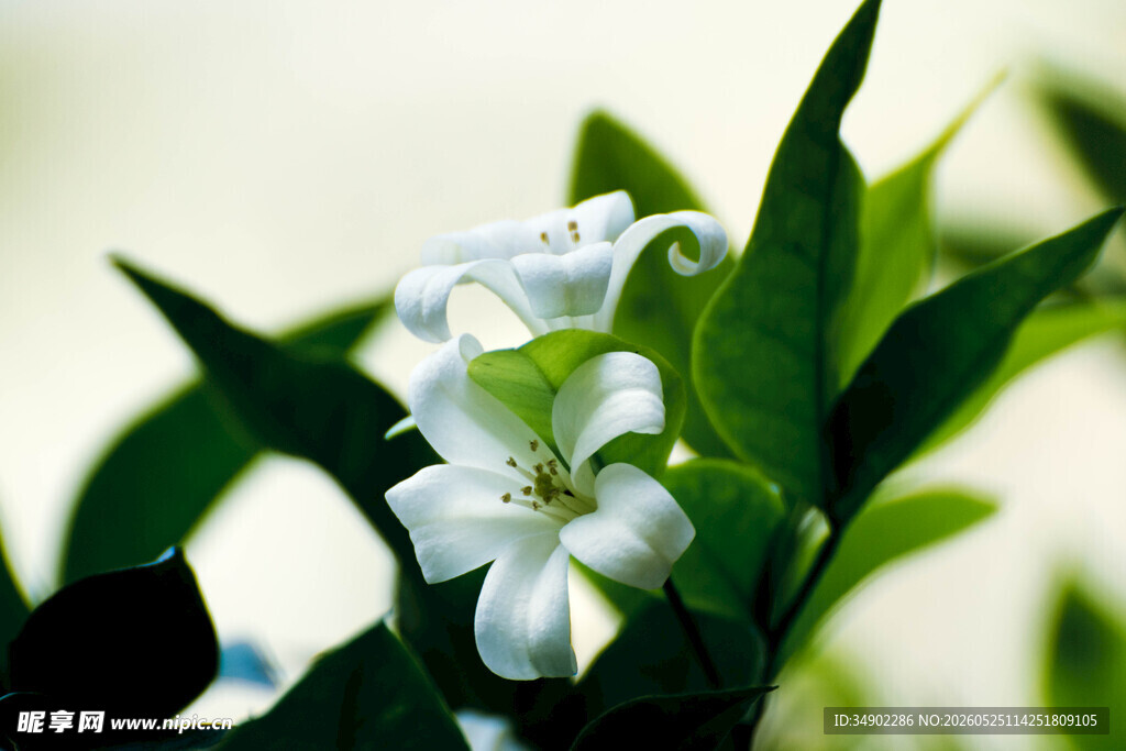 洁白花朵绽放于绿叶间