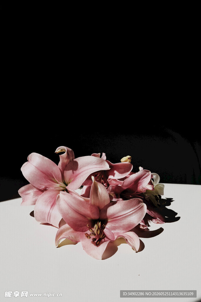 粉色百合花静物特写