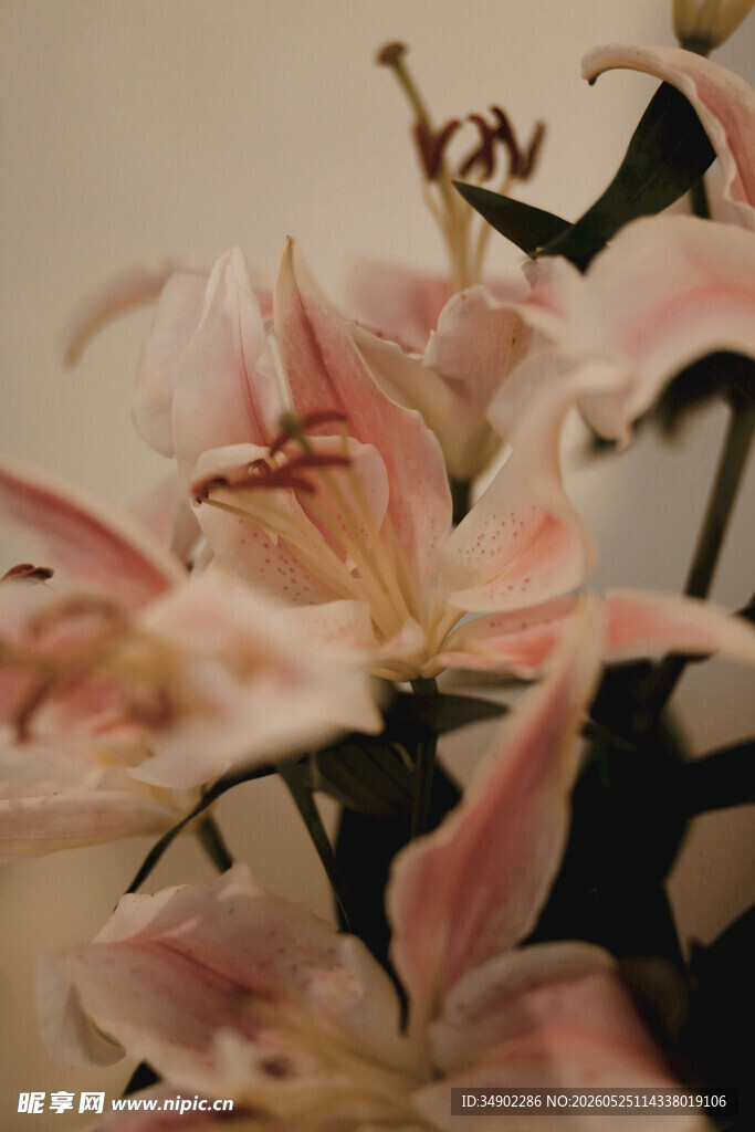 粉色优雅百合花特写