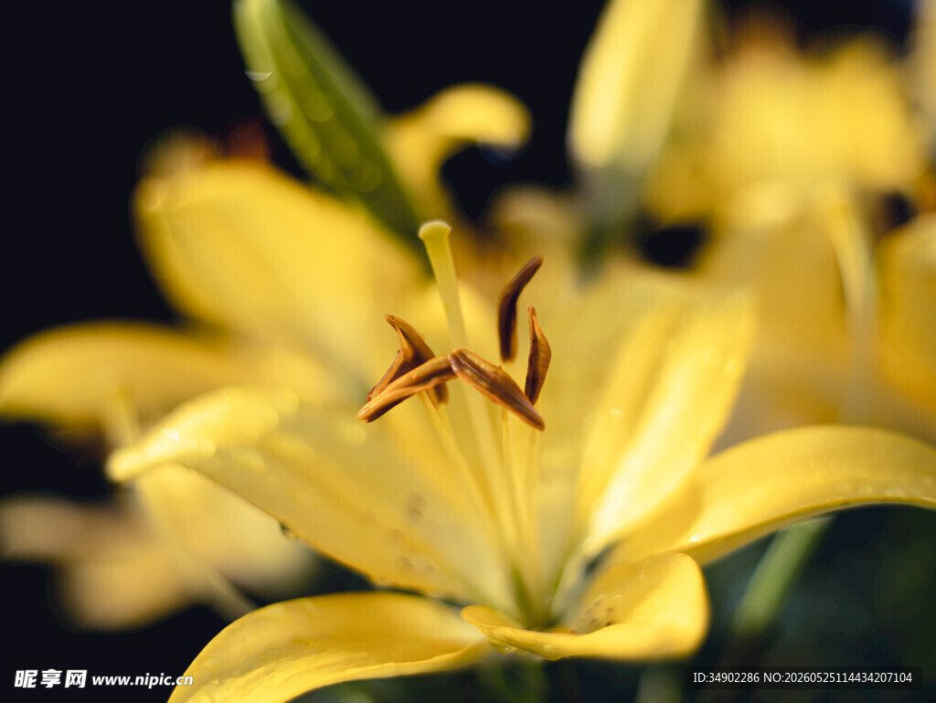 黄色百合花特写