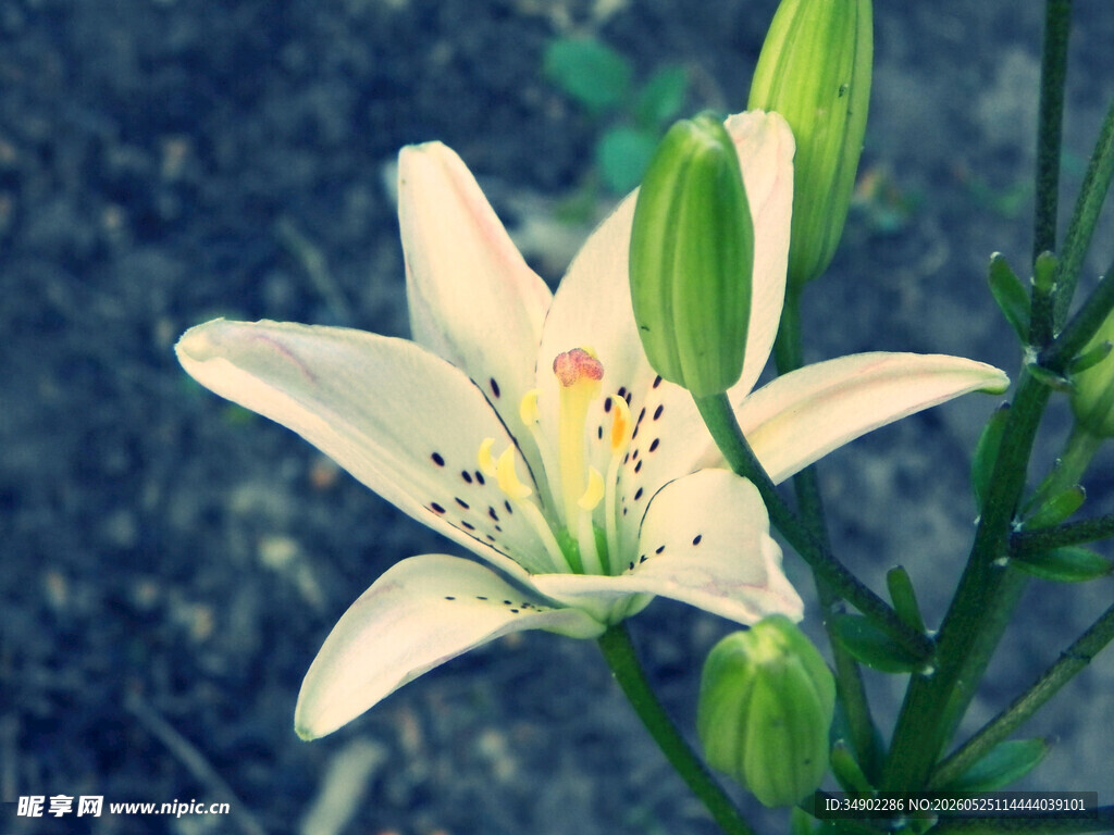 白色百合花特写