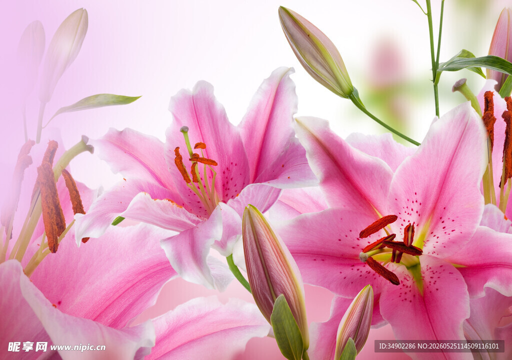 粉色百合花绽放美景