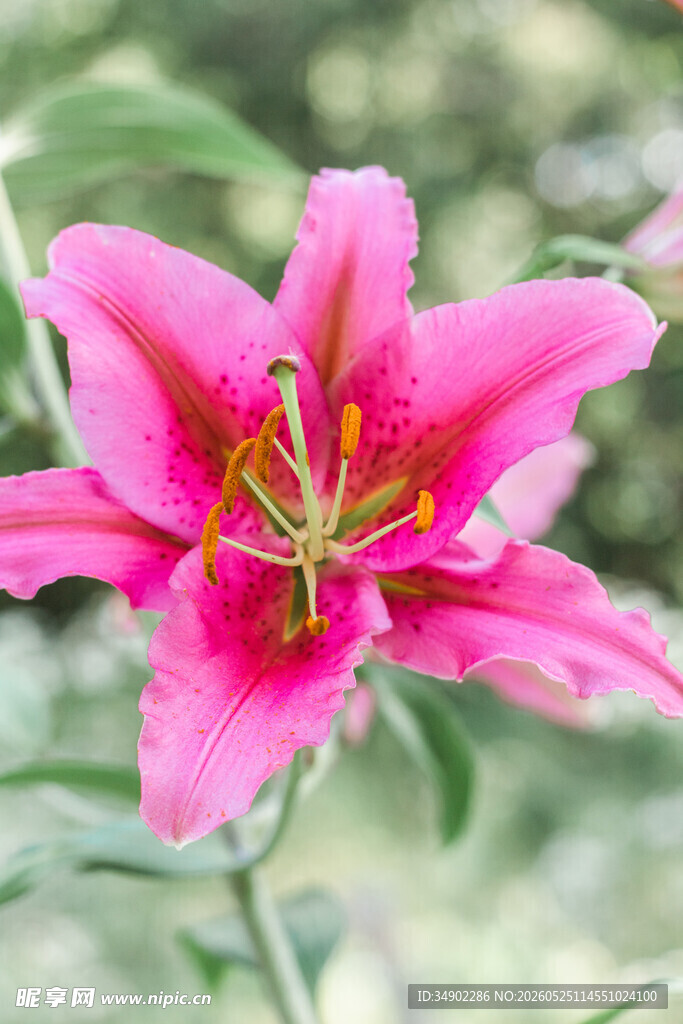娇艳粉色百合花特写